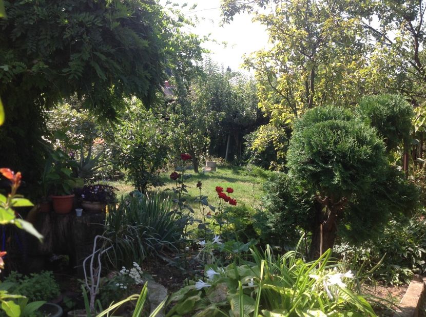  - Gradina de flori 2017