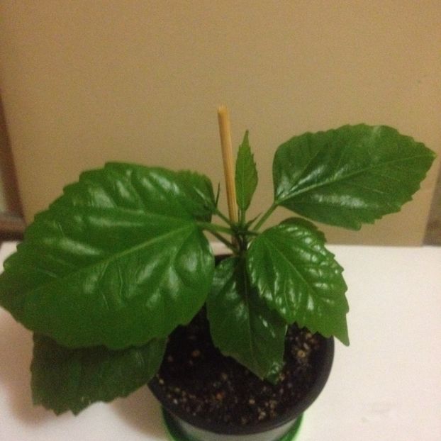 1. Classic apricot - hibiscus