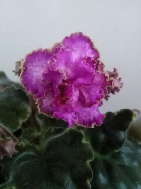  - 1-A-Violete 2017