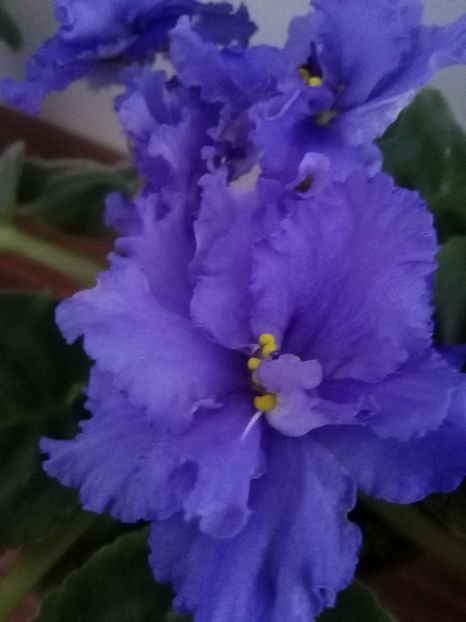  - 1-A-Violete 2017