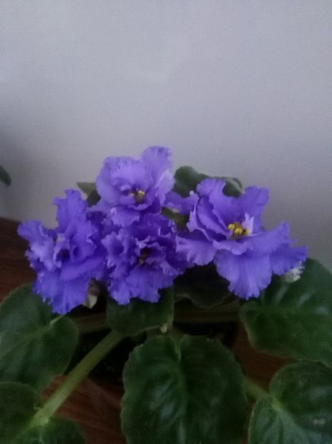 RS Poseidon - 1-A-Violete 2017