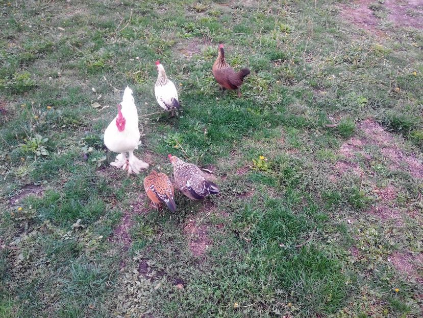 credli din 2016 - FREE RANGE
