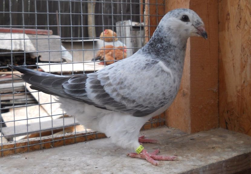 7 - Pui voiajor standard 2017