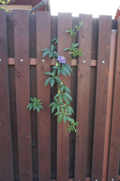 A iesit la strada :) - Passiflora 2017- 2018