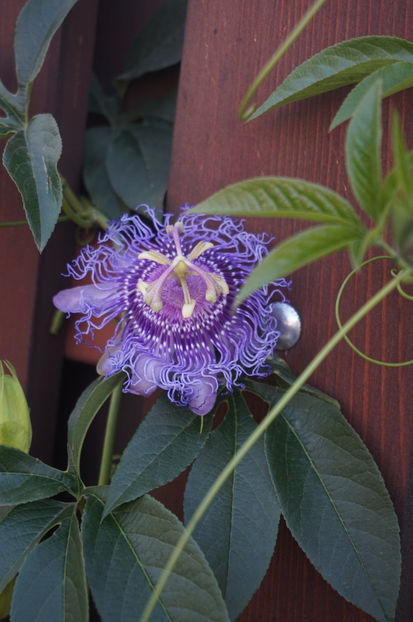 Incarnata - Passiflora 2017- 2018