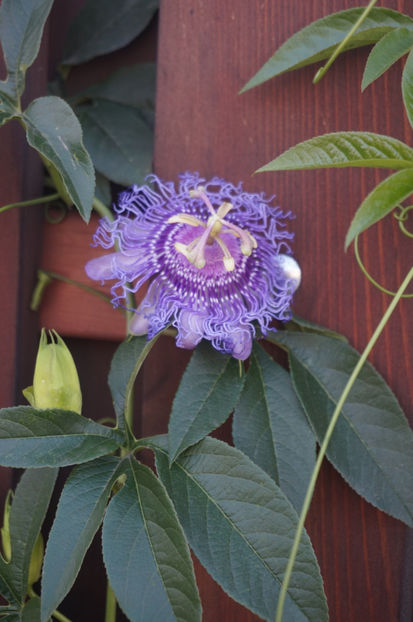  - Passiflora 2017- 2018