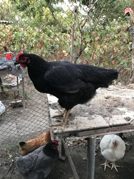 Puica 2017 - Pasari de curte 2017