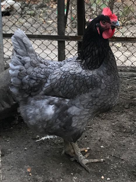 Puica 2017 - Pasari de curte 2017