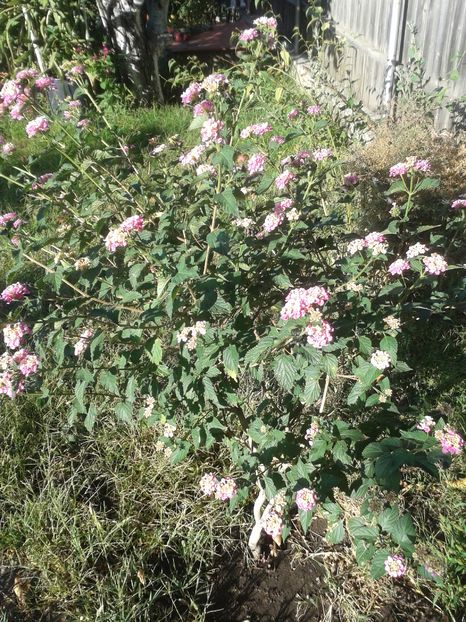  - lantana