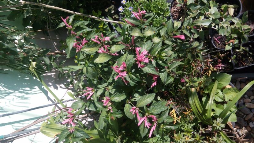 jacobinia nodosa - 2017 in gradina mea