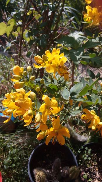 cassia - 2017 in gradina mea