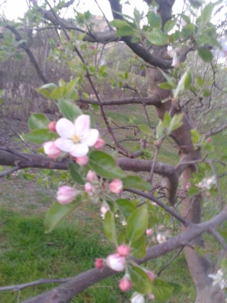 2017-04-02 19.57.20 - 2017 05 10 TEL ALLIEW MIHNEA