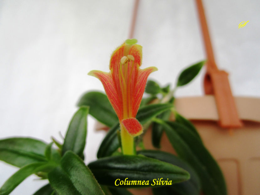 Columnea Silvia (25-09-2017) - Columnee 2017