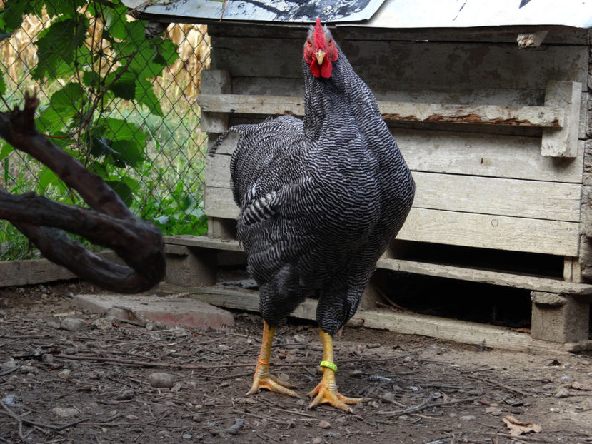 C6 - Baieti tineret 2017