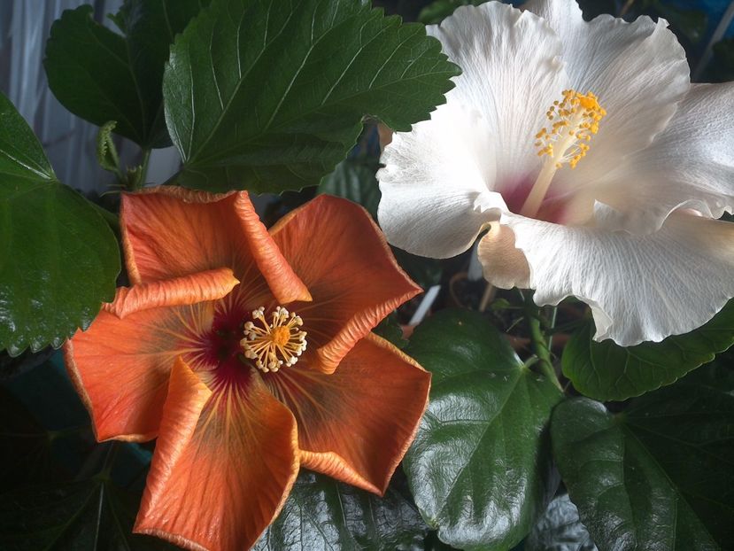 WIN_20170925_100433 - 03Hibiscus