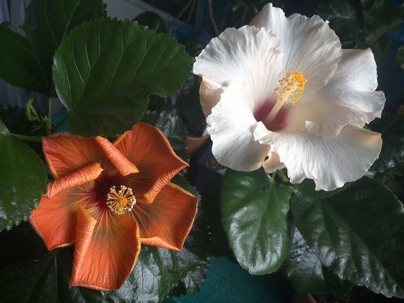 WIN_20170925_100450 - 03Hibiscus