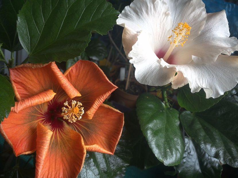 WIN_20170925_100452 - 03Hibiscus