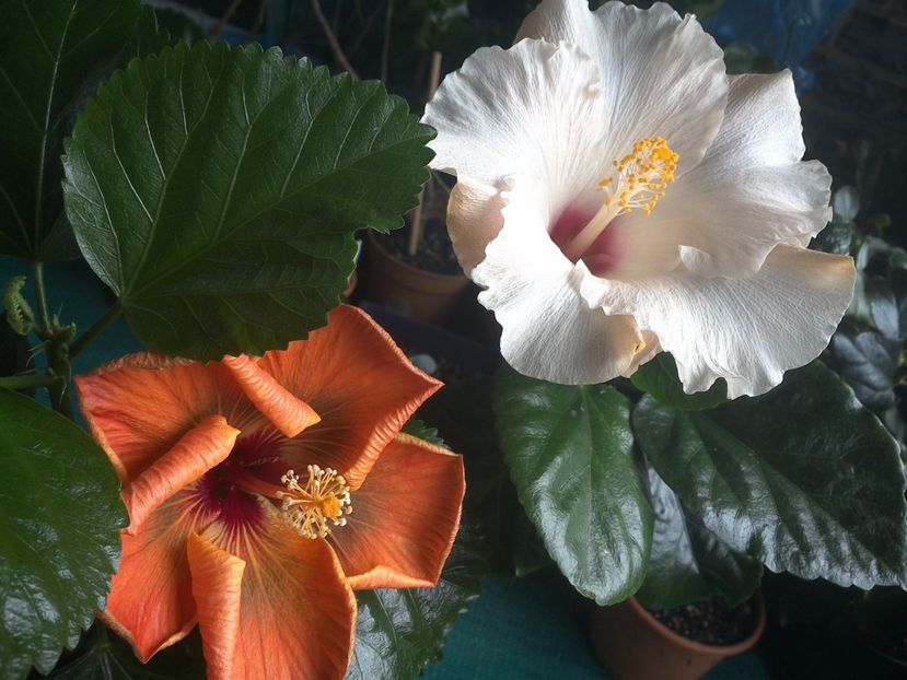 WIN_20170925_100507 - 03Hibiscus