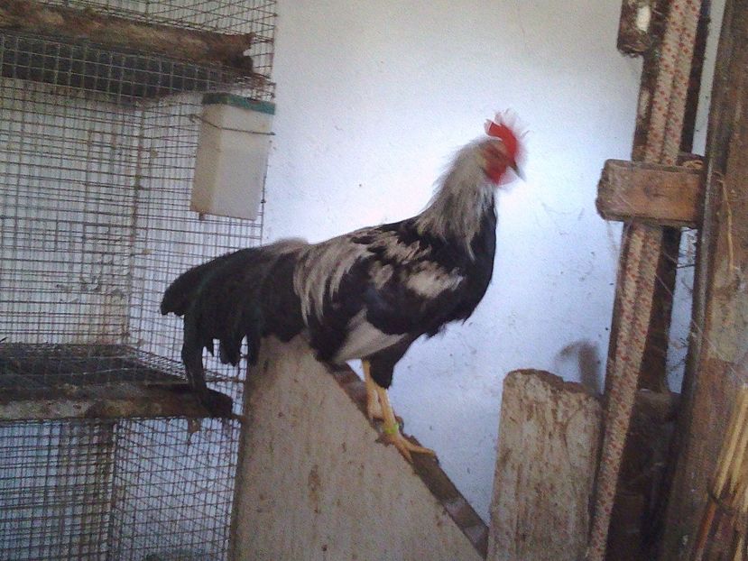 50 lei - De vanzare decembrie 2017