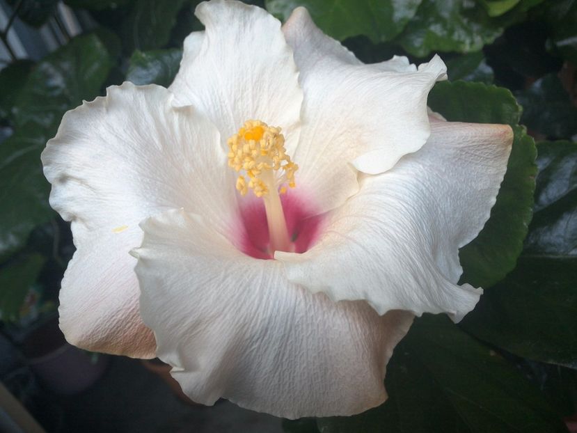 Leigha Hunt - 0Hibiscus in colectie infloriti
