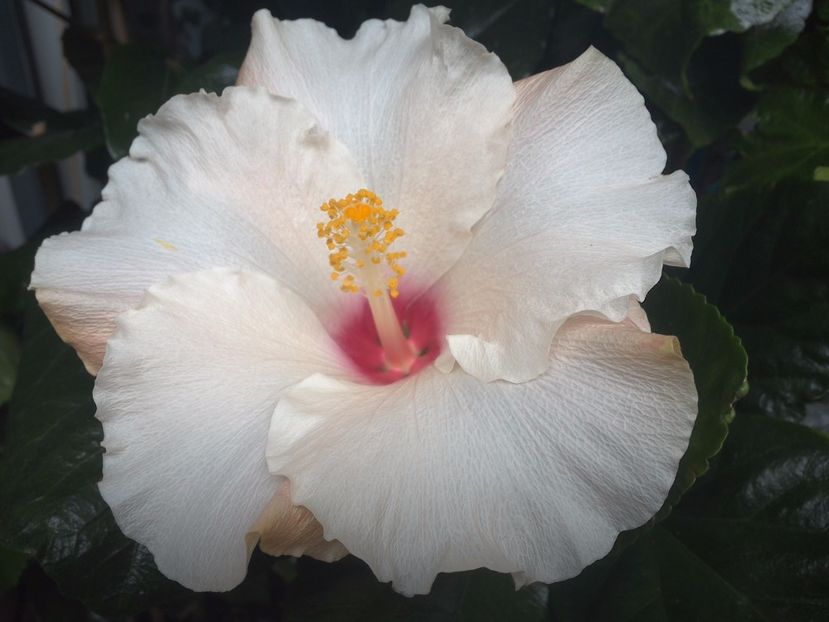  - 0Hibiscus in colectie infloriti