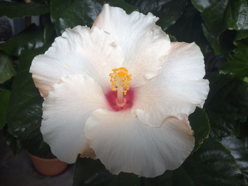 Leigha Hunt - 0Hibiscus in colectie infloriti