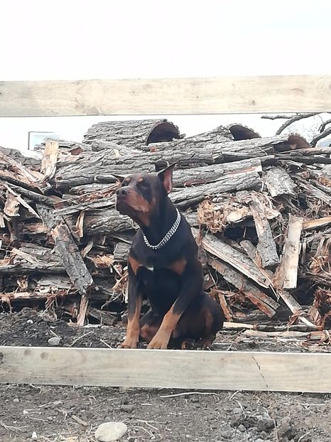  - Caini Dobermani
