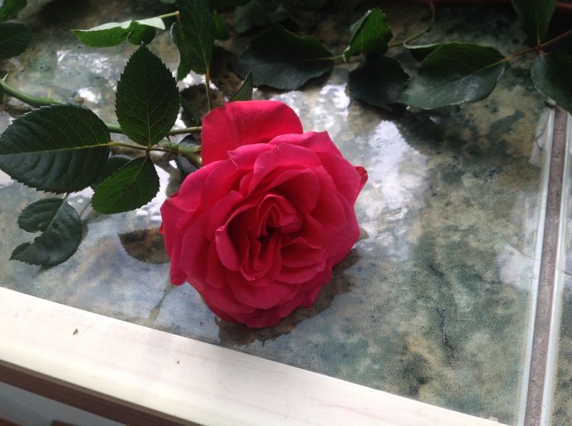  - Trandafirii din buchet