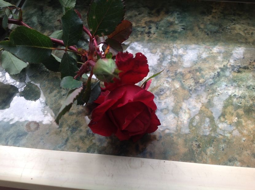  - Trandafirii din buchet