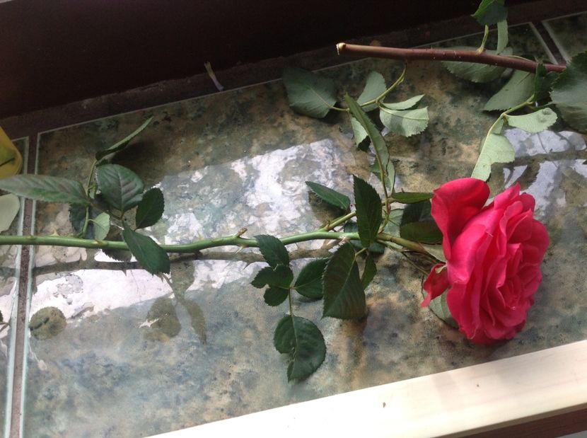  - Trandafirii din buchet