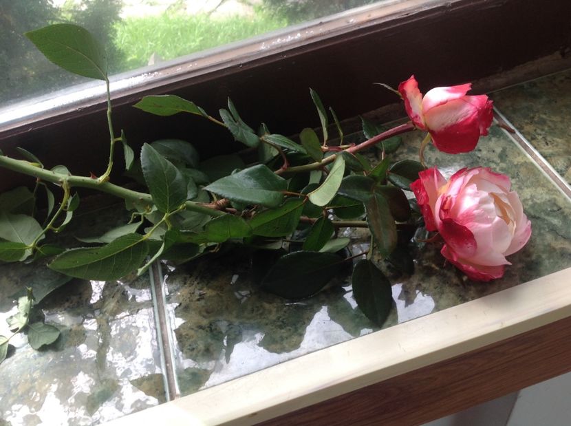 Nostalgie Rosa - Trandafirii din buchet