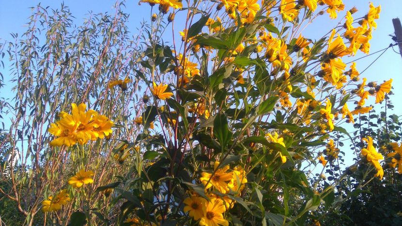 helianthus gigantheus - Gradina flori 2017