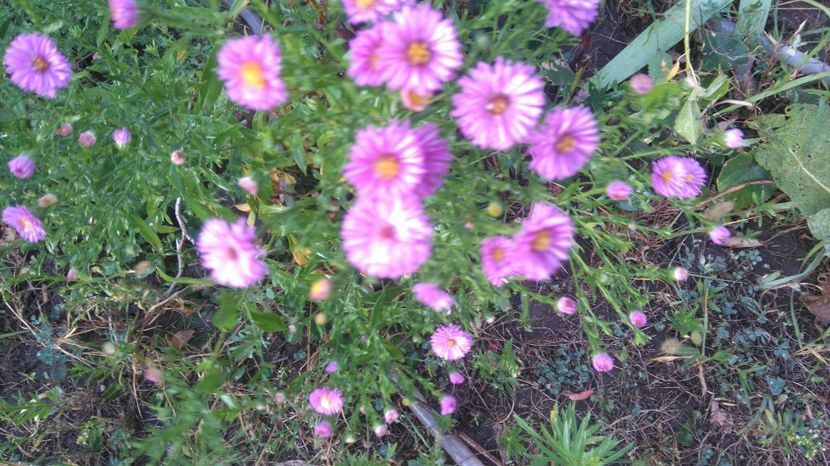 aster roz - Gradina flori 2017