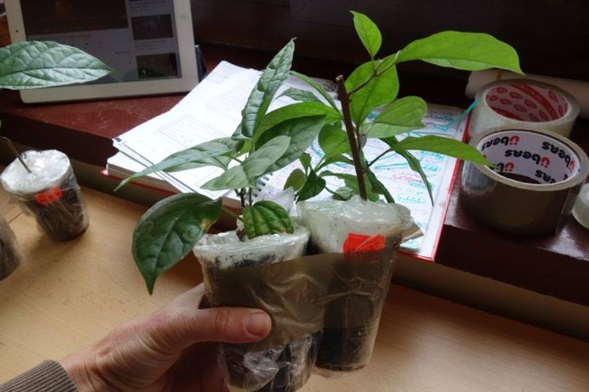 pt Laura S (3) - aa provizoriu2