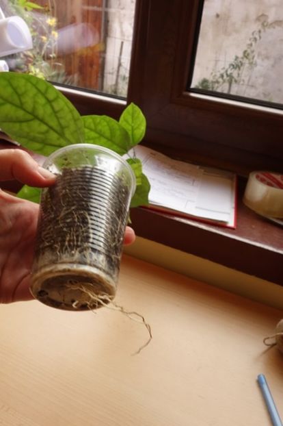 pt Maria (2) - aa provizoriu2