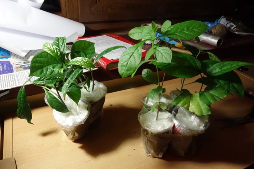 pt Marina (4) - aa provizoriu2