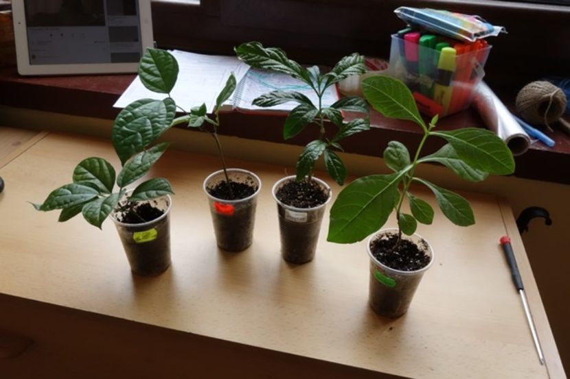 pt Mihaela M (1) - aa provizoriu2