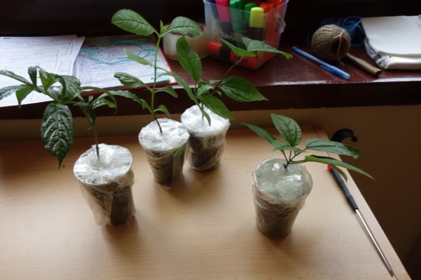 pt Mihaela M (2) - aa provizoriu2