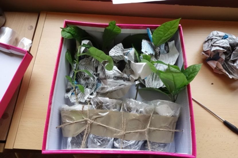 pt Mihaela M (3) - aa provizoriu2