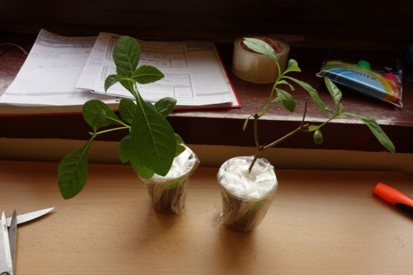 pt. Gabriela B (2) - aa provizoriu2