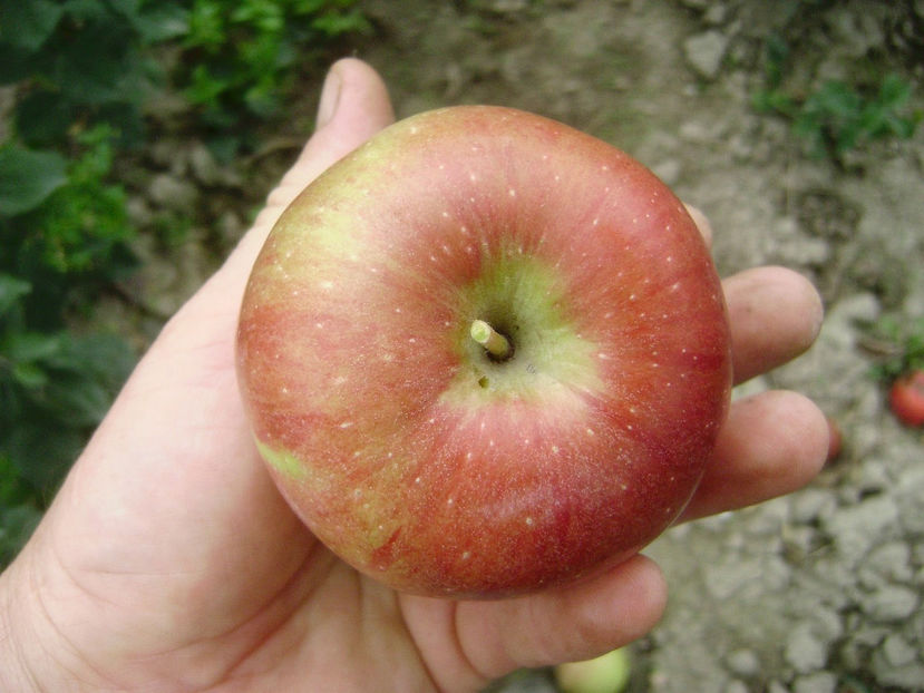 Măr B 2 - Mar B