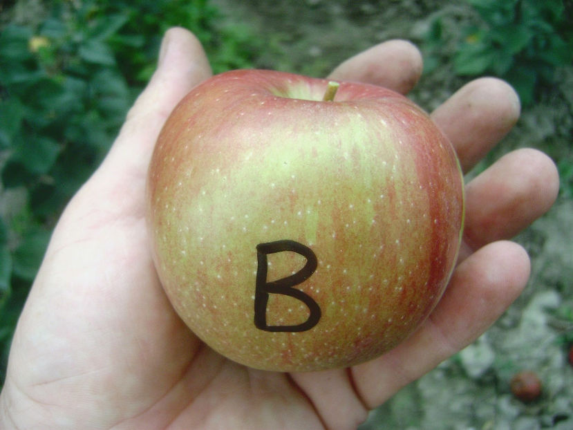 Măr B - Mar B