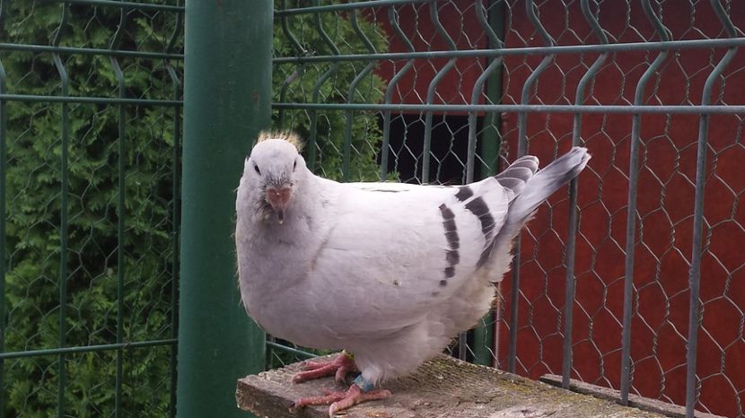  - 0-VRdF-26-05-2015-03-01-2017