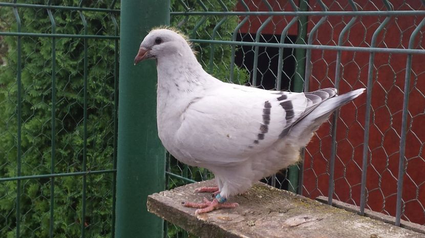 M-2017-6617 - 0-VRdF-26-05-2015-03-01-2017