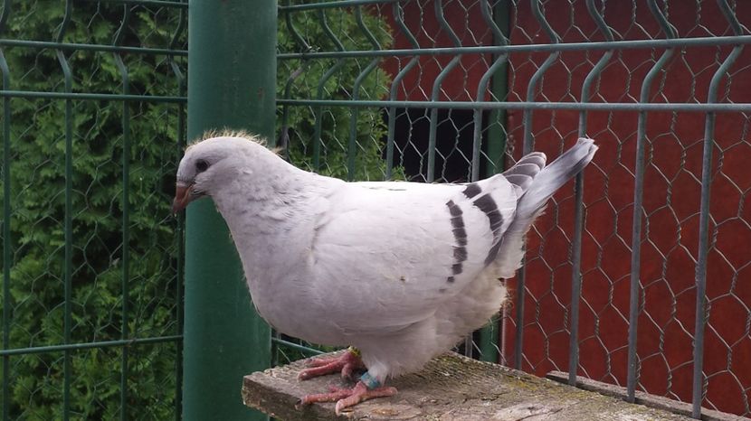  - 0-VRdF-26-05-2015-03-01-2017