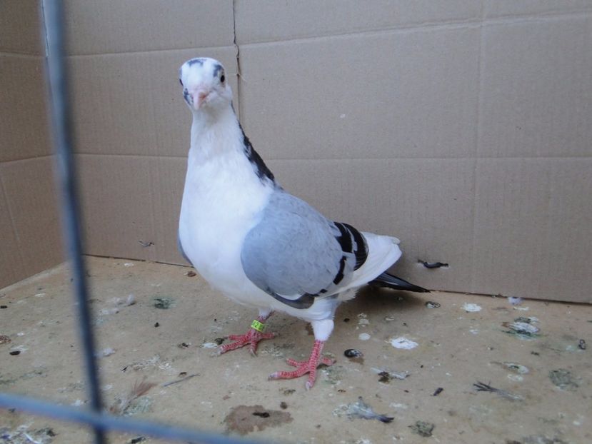 9042  femelă  2017_1 - tineret 2017