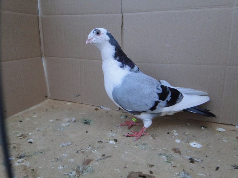 9042  femelă  2017_3 - tineret 2017