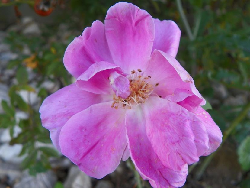 ??? - Trandafiri 2017 3