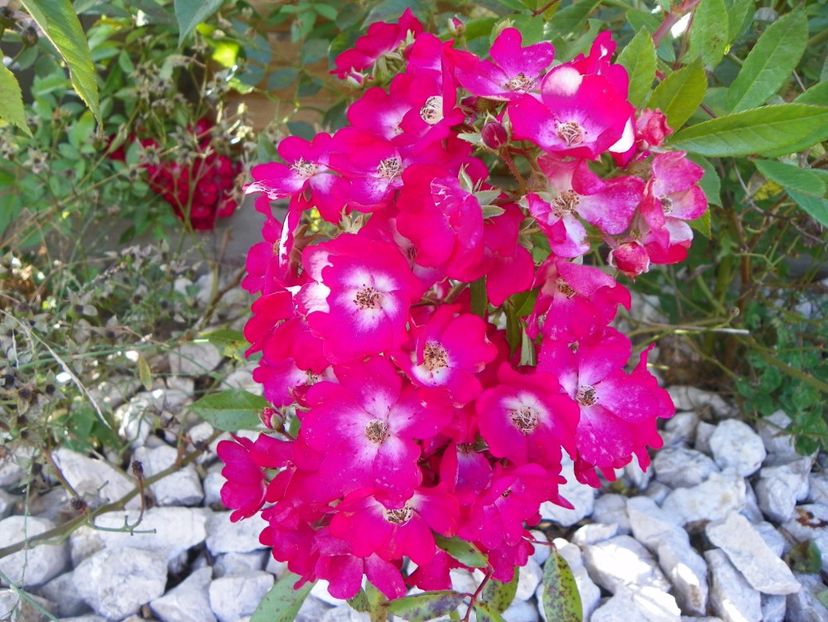 Red Ballerina - Trandafiri 2017 3