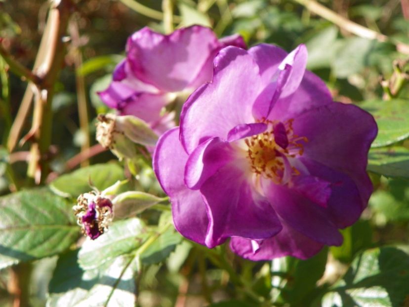 Chewbluemore - Trandafiri 2017 3